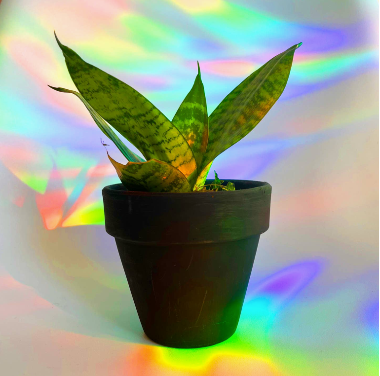 DIsco Ball Planter Suncatcher