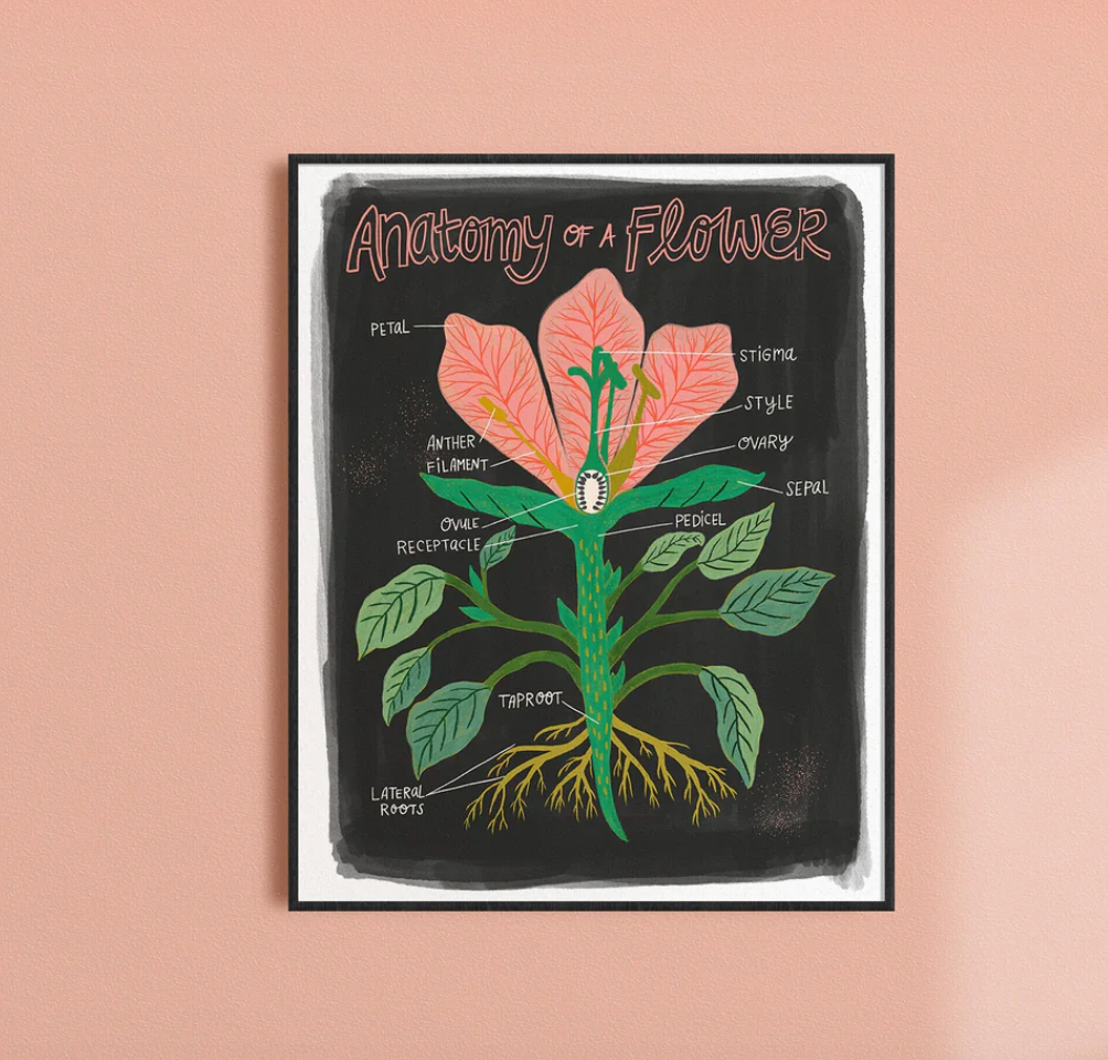 Plant Anatomy Art Print
