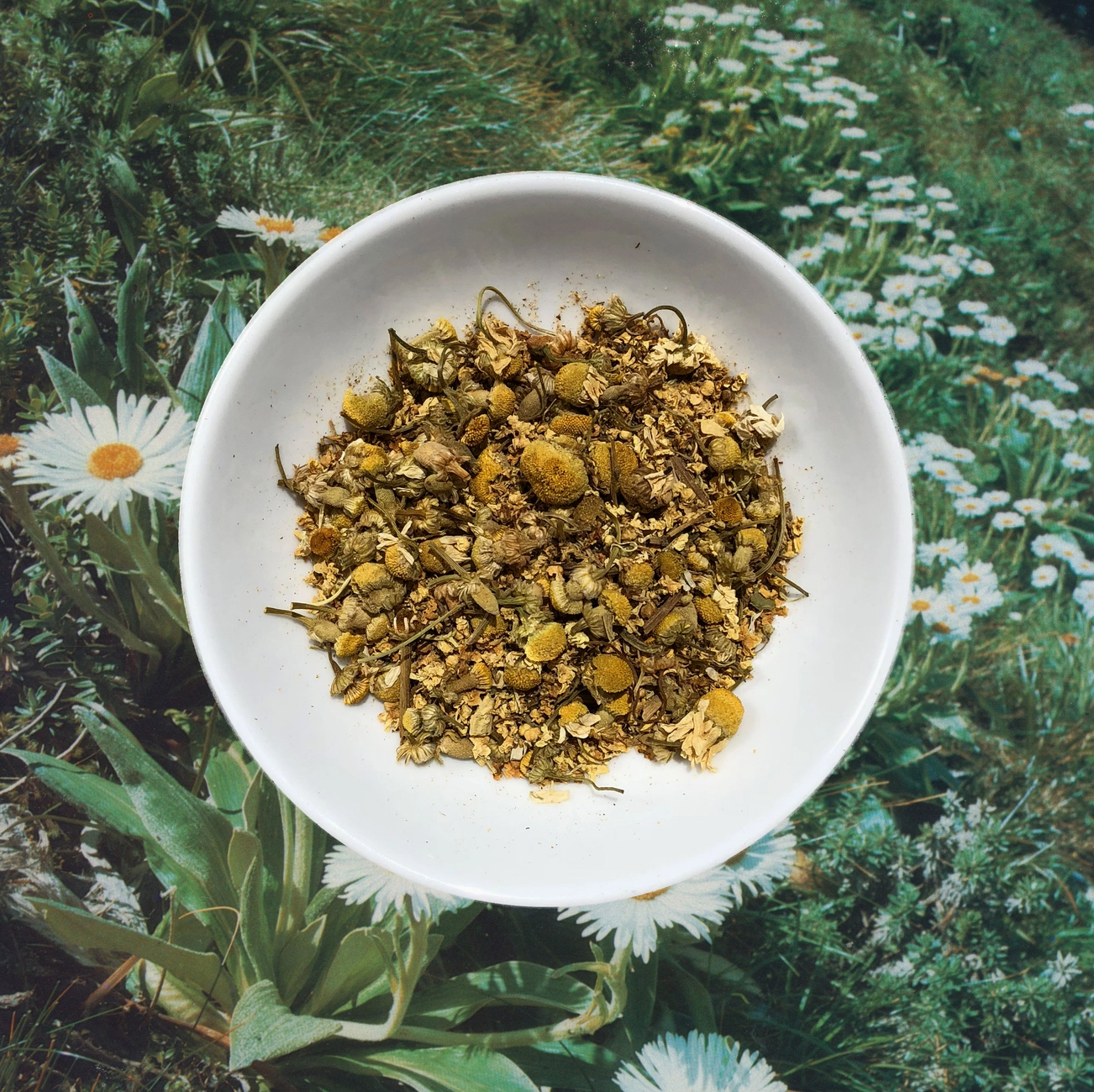 Chamo Millionaires Loose Leaf Tea