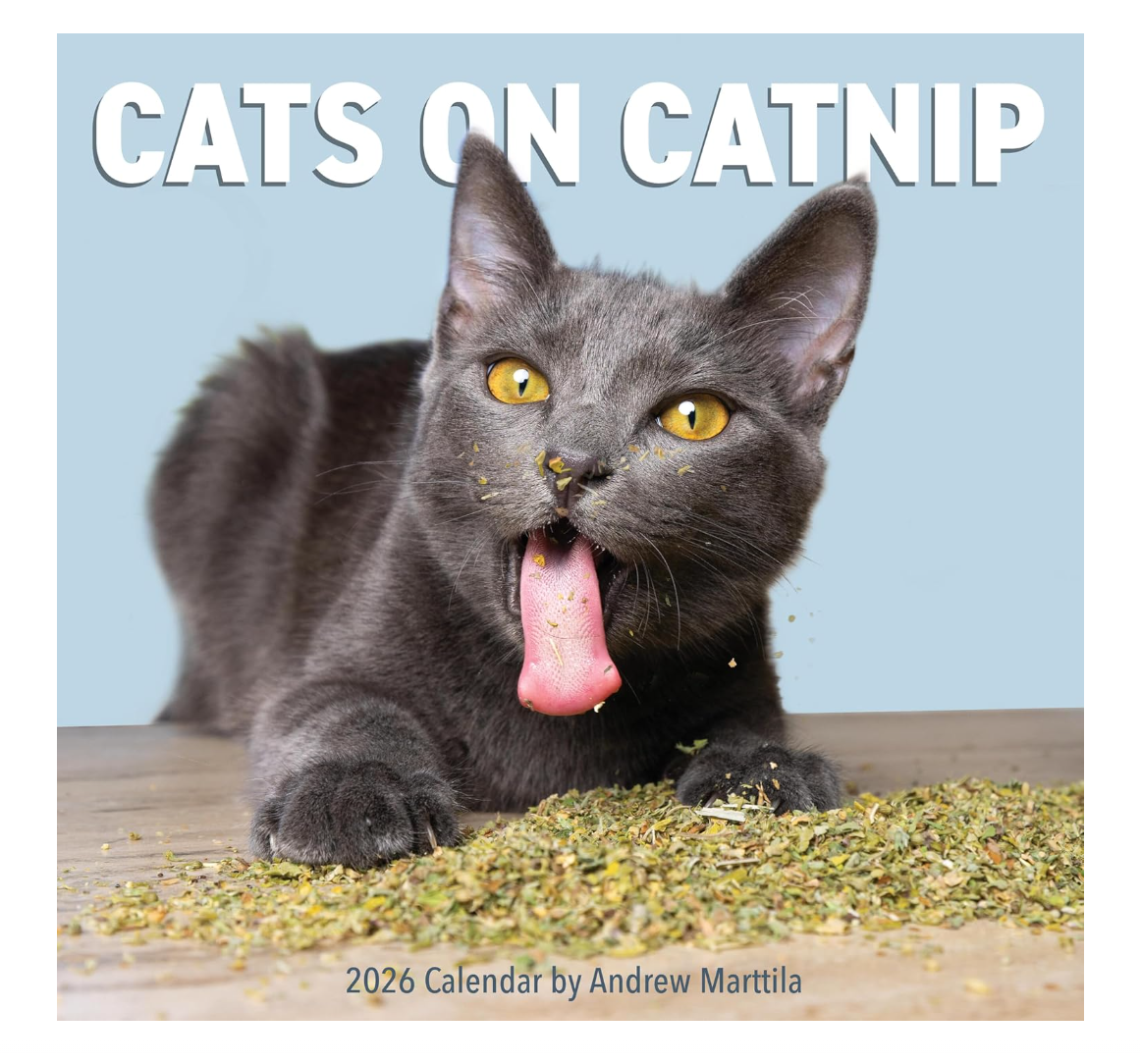 Cats on Catnip 2026 Wall Calendar