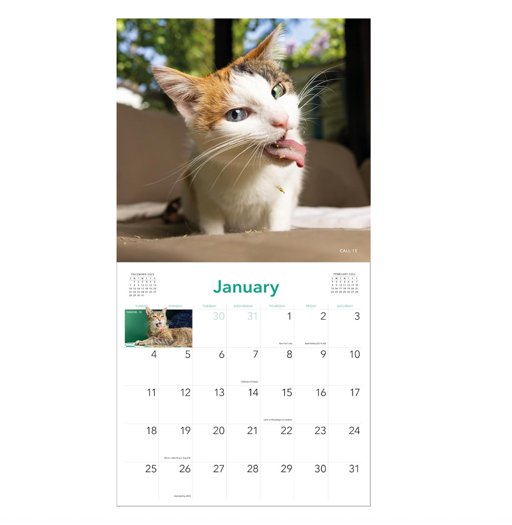 Cats on Catnip 2026 Wall Calendar