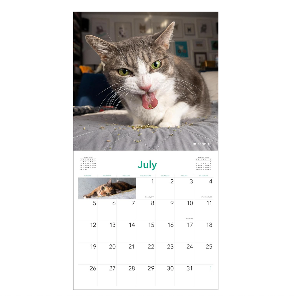 Cats on Catnip 2026 Wall Calendar