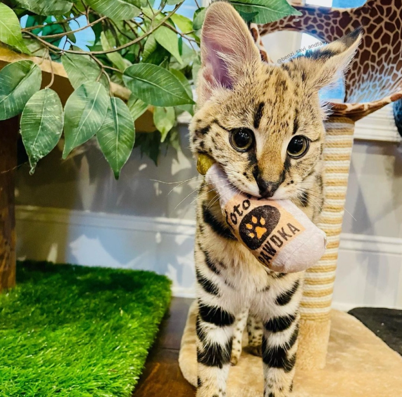 Toto’s Pawdka Cat Toy