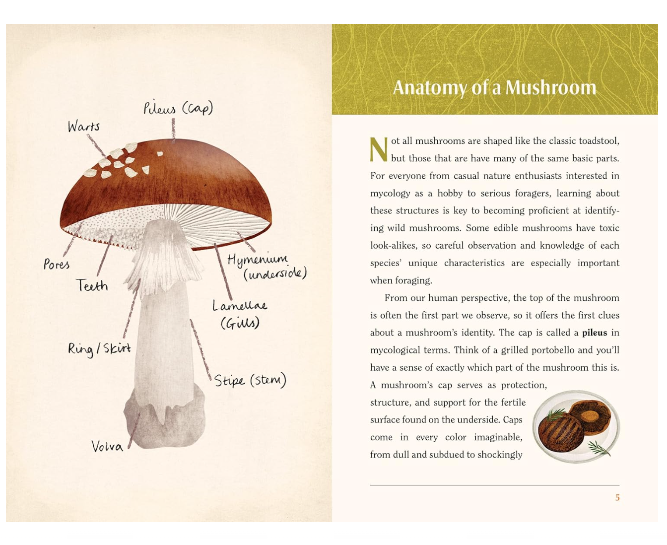 This is a Book For People Who Love Mushrooms