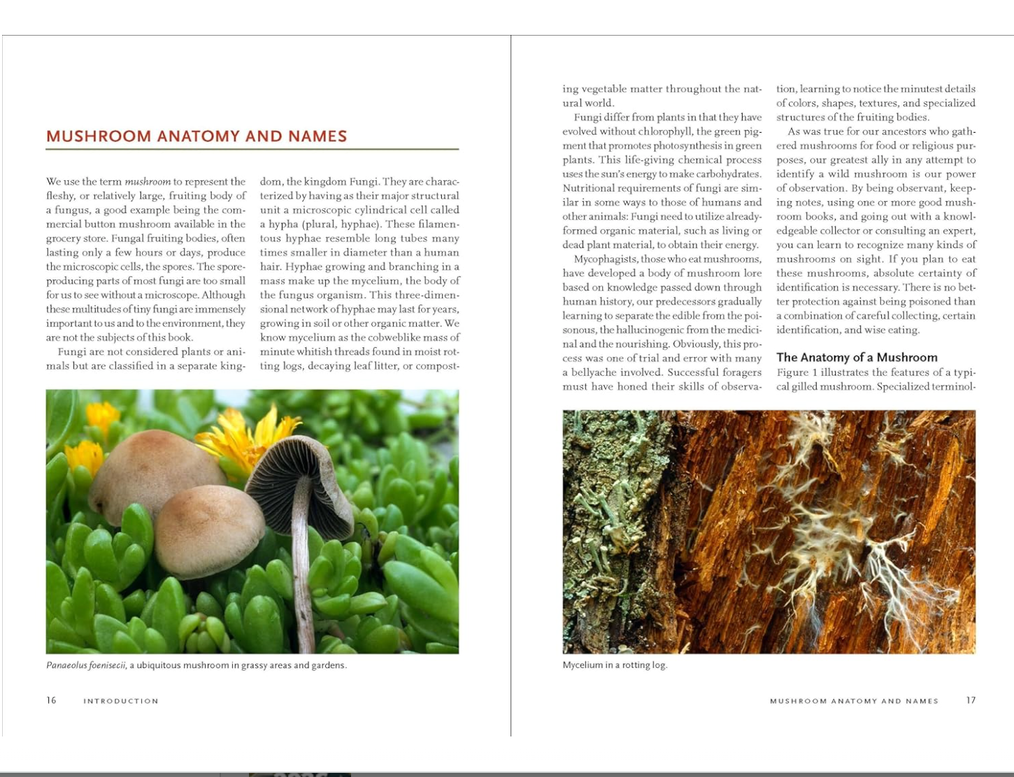 Mushrooms of the Rocky Mountain Region Field Guide