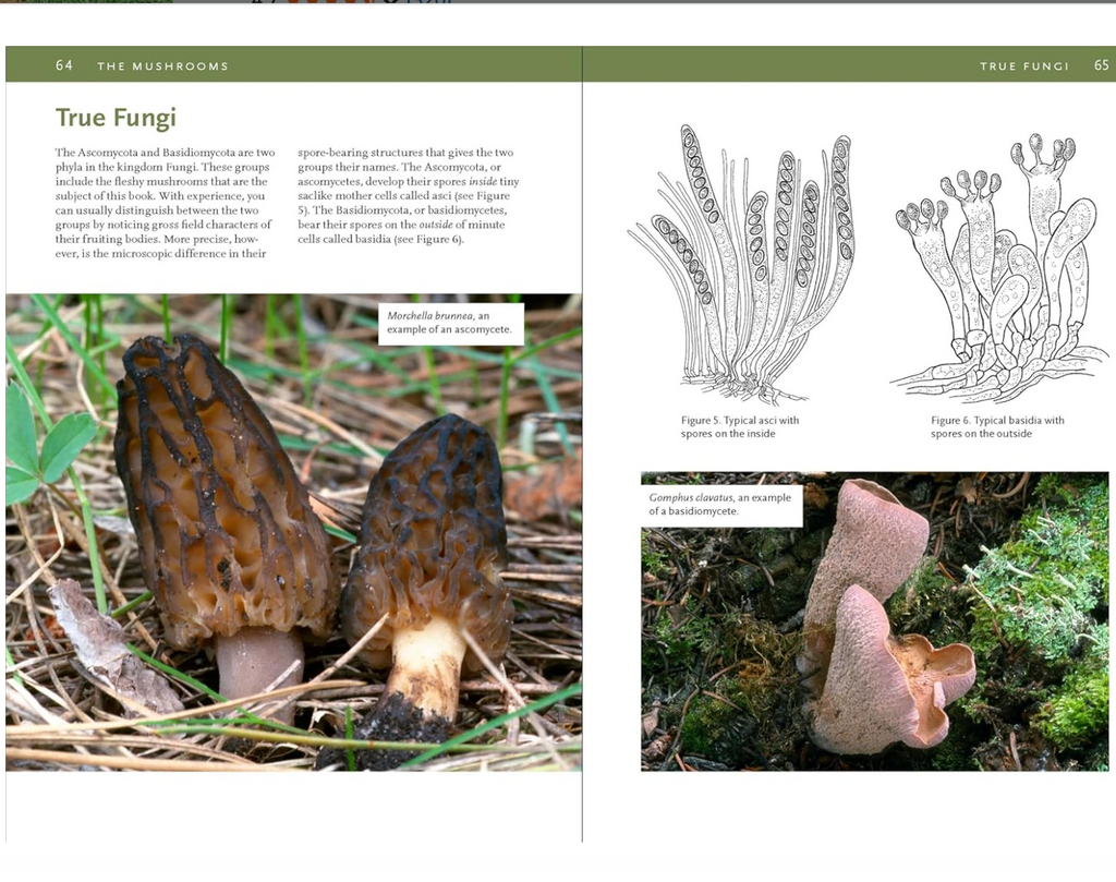Mushrooms of the Rocky Mountain Region Field Guide
