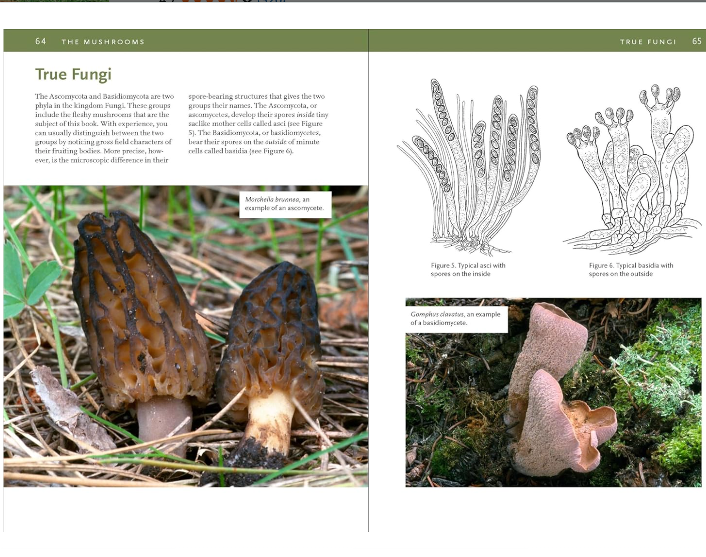 Mushrooms of the Rocky Mountain Region Field Guide