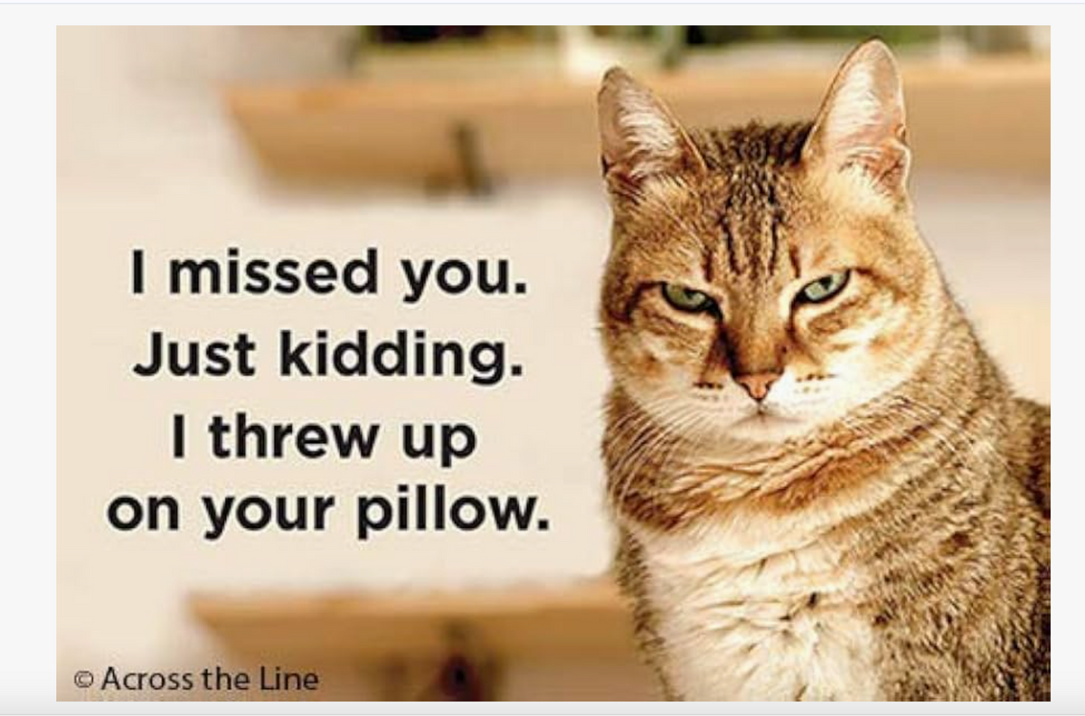 Missed You JK Cat Magnet